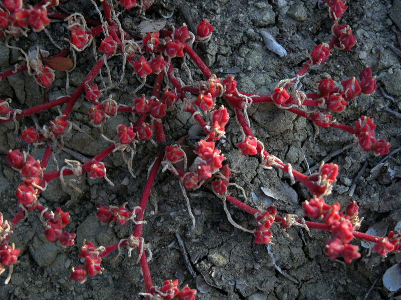 Mesembryanthemum nodiflorum / Erba cristallina stretta